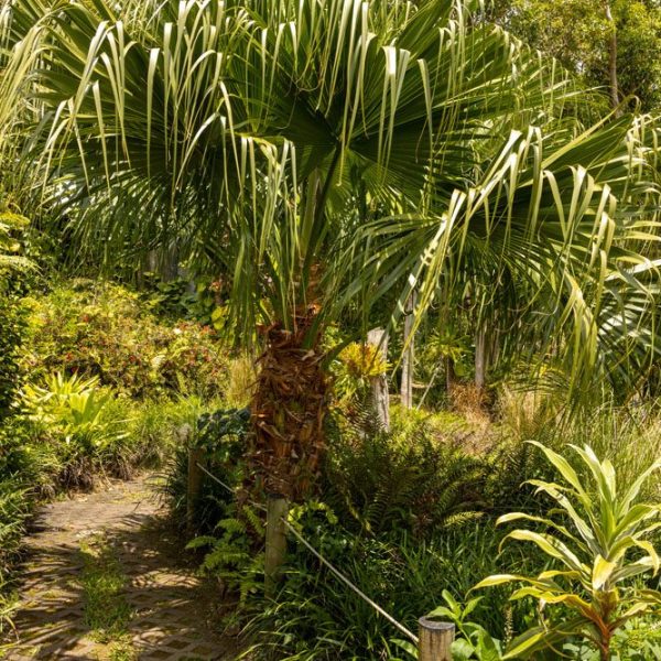 CHAMAREL GREEN COTTAGE-113