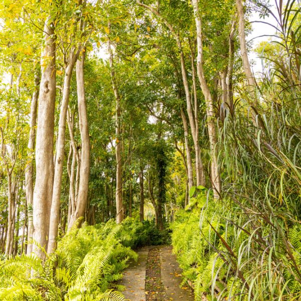 CHAMAREL GREEN COTTAGE-8