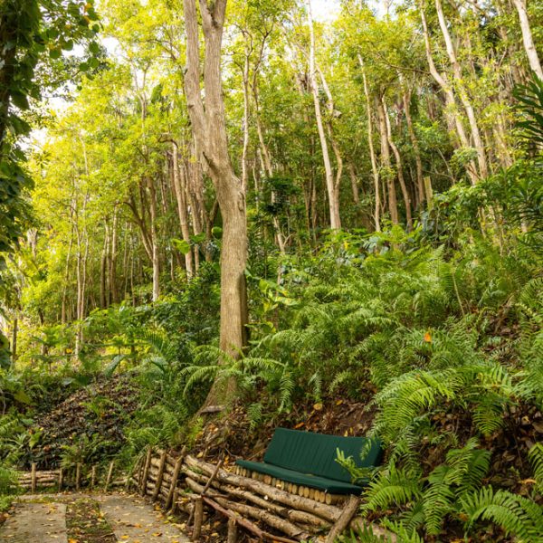 CHAMAREL GREEN COTTAGE-9