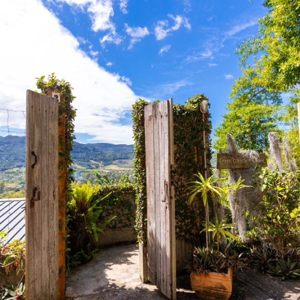 TREEFERN OUTSIDE-1
