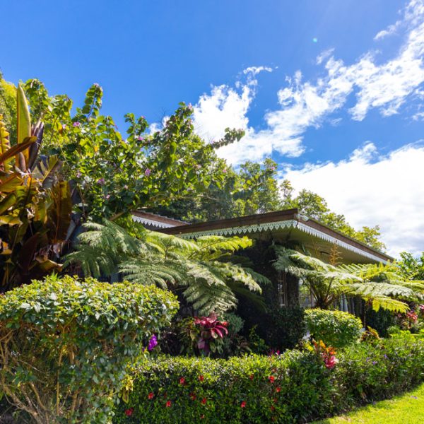 TREEFERN OUTSIDE-5