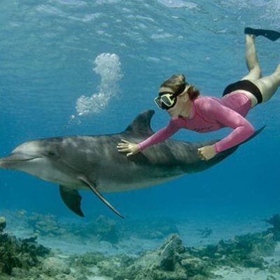 dolphins-mauritius